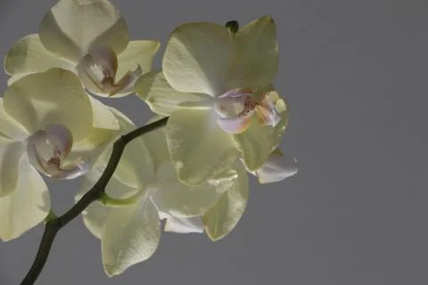  Beautiful orchids Stock Photos