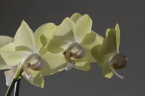  Beautiful orchids Stock Photos