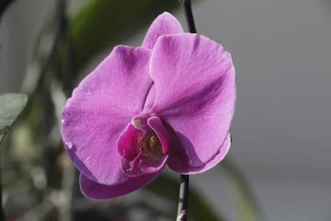 Beautiful orchids Stock Photos