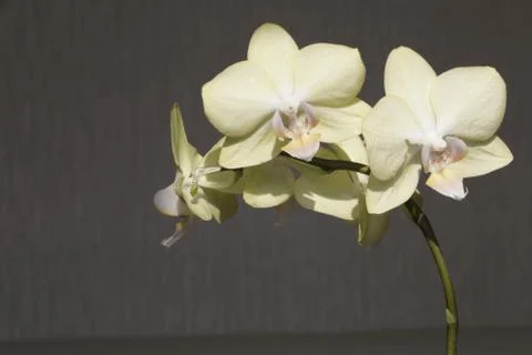  Beautiful orchids Stock Photos