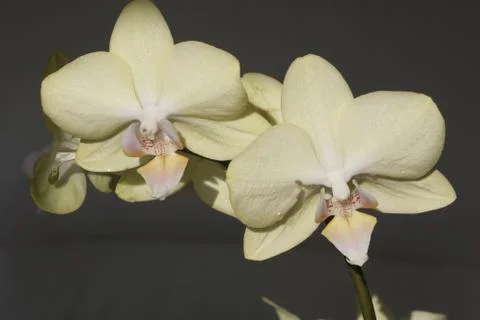  Beautiful orchids Stock Photos
