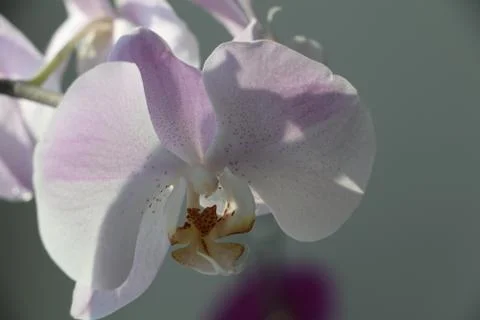 Beautiful orchids Stock Photos