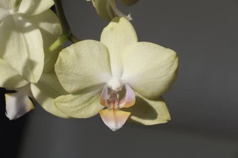  Beautiful orchids Stock Photos