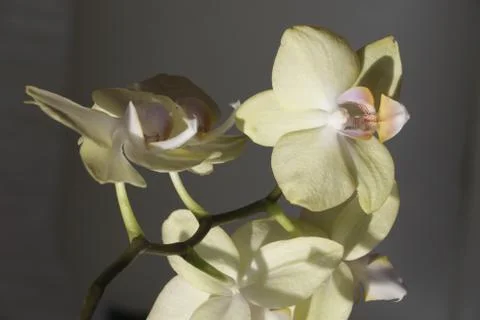 Beautiful orchids Stock Photos