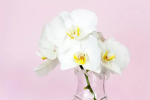 Beautiful orchids in a vase on a pink background. phalaenopsis close-up. Bann Stock Photos