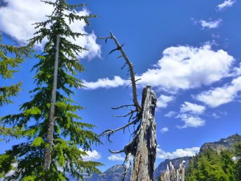 Beautiful Oregon sky with trees Stock Photos