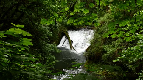 Beautiful Oregon Waterfall seen through the leaves Stock Footage 247332695
