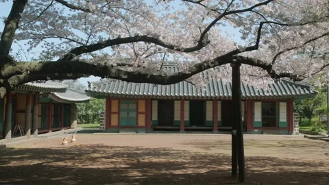 Beautiful oriental architecture. Ancient cherry trees and traditional Korean hou 스톡 동영상 135564903