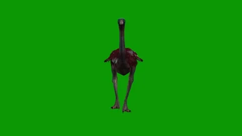 Beautiful Ostrich Bird Walking Front 3D Animation On Green Screen Stock Footage 316033376