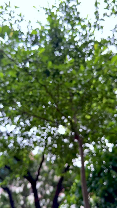 Beautiful out of focus green tree leaves with soft natural sunlight bokeh s.. Stock-Footage 337788511