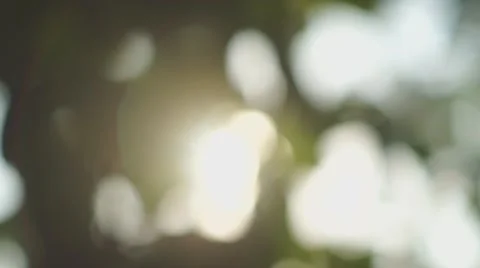 Beautiful out of focus sunset. Sun shine through blowing on wind tree leaves Stock Footage 40673636