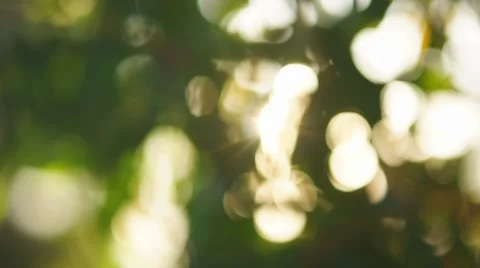 Beautiful out of focus sunset. Sun shine through blowing on wind tree leaves Stock Footage 46038901