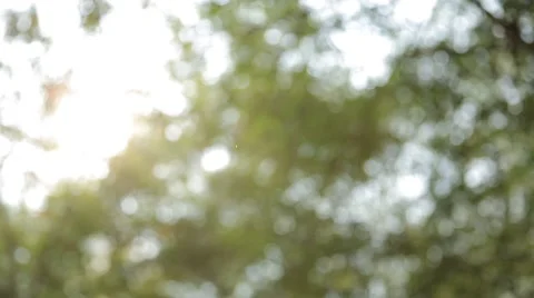 Beautiful out of focus sunset. Sun shine thorugh the blowing on wind tree leaves Stock Footage 64298478