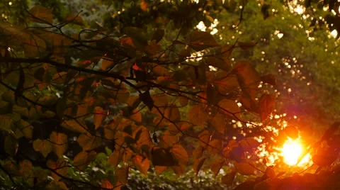 Beautiful out of focus sunset. Sun shine through the blowing on wind leaves Stock Footage 68345577