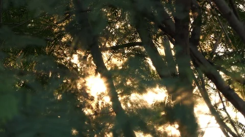 Beautiful out of focus sunset. sun shine thorugh the blowing on wind tree leaves Stock Footage 90116612