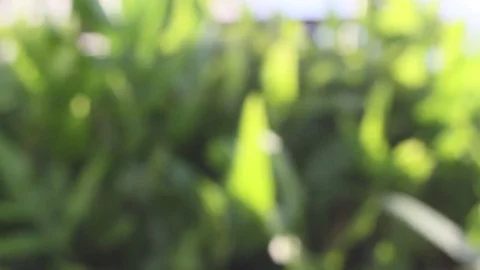 Beautiful out of focus sunshine. Stock Footage 83244820