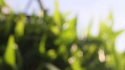 Beautiful out of focus sunshine. Stock Footage 83244841
