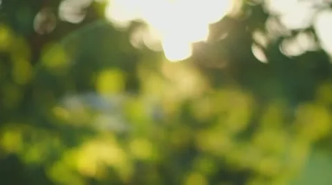 Beautiful out of focus susnset. Sun shine thorugh blowing on wind tree leaves Stock Footage 11985698