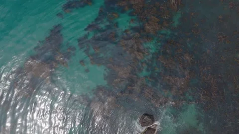 Beautiful Overhead View of Clear Water Coral Kelp Stock Footage 339712119