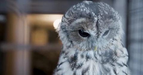 Beautiful owl close-up Stockbeeldmateriaal 93083005