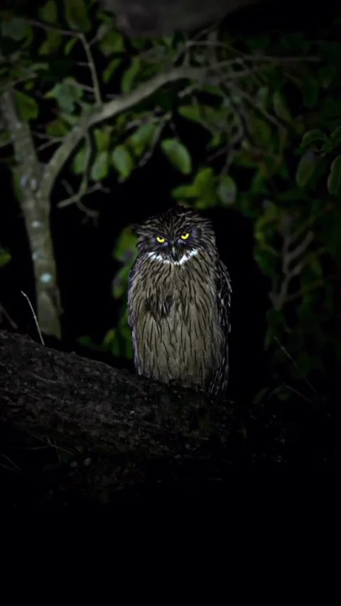 Beautiful owl Stockbeeldmateriaal 330356297