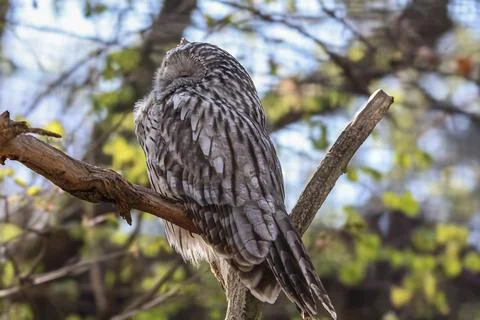 A beautiful owl with intricate feather patterns rests peacefully on a tree .. Stockfoto's