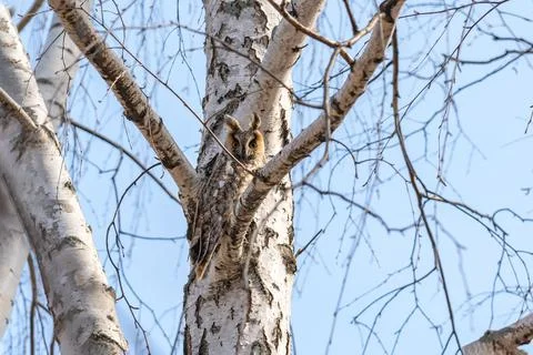 Beautiful owl looking at the camera, bird of prey Stock Photos
