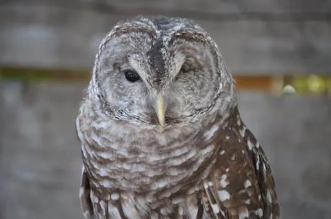 Beautiful Owl Foto stock