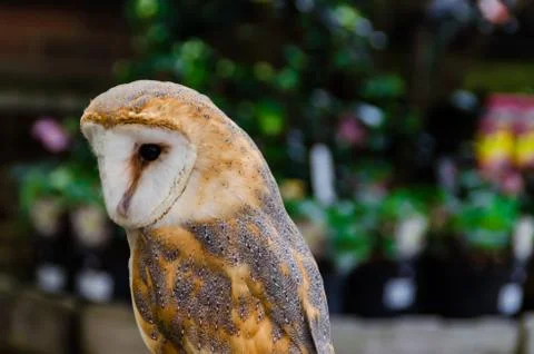 Beautiful owl Stock Photos