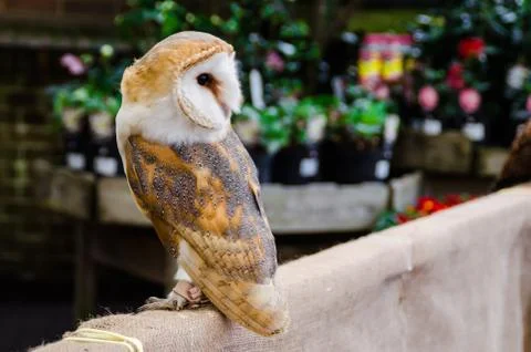 Beautiful owl Stock Photos