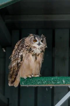 Beautiful owl Stock Photos