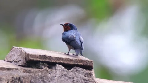Beautiful of pacific swallow in nature Stock Footage 149679027