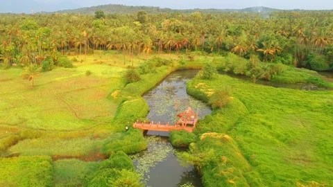 A beautiful  paddy Field Drone video At Thalassery,Kerala Stock Footage 160086575