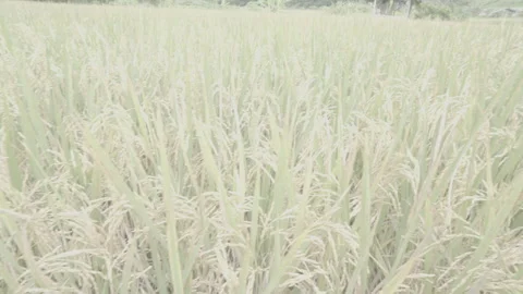Beautiful paddy field with mountain background, calm and relaxing, log profile Stock Footage 325336568