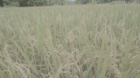 Beautiful paddy field with mountain background, calm and relaxing, log profile Stock Footage 325336619