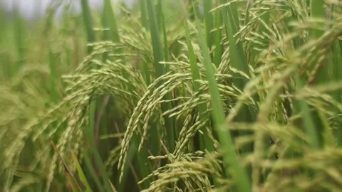 Beautiful Paddy Stock Footage 224216853