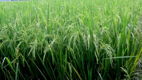 Beautiful paddy Video stock 230212349