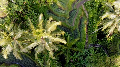 Beautiful paddy rice fields on Bali Stock Footage 91282148