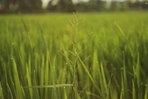 Beautiful Padi Padi Rice Fields in Asian Indonesian village in the morning .. Stock Photos