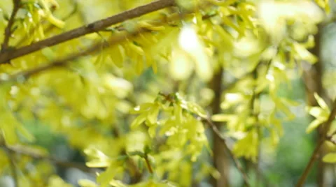 Beautiful Painted Easter Eggs in dolly outdoor nature shot  Video stock 48829281