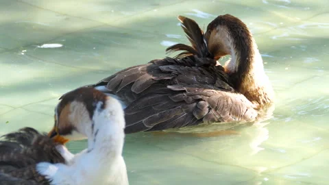 Beautiful pair of ducks pecking itching their feather with it's beak in water Stock Footage 145476212