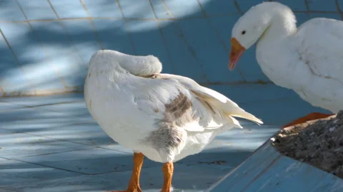 Beautiful pair of ducks pecking itching their feather with it's beak Stock Footage 145545122