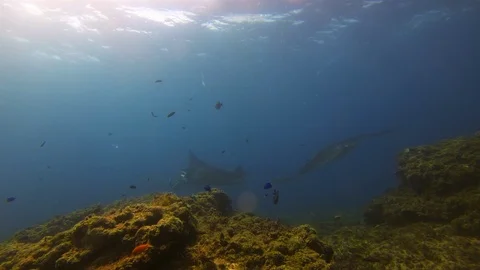 Beautiful Pair Of Gentle Manta Rays. Graceful Mantas Group.Rays In Calm Blue Sea Stock Footage 116515567