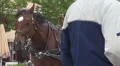 Beautiful pair of horses HD Footage