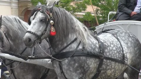 Beautiful pair of horses Stock Footage 9432626
