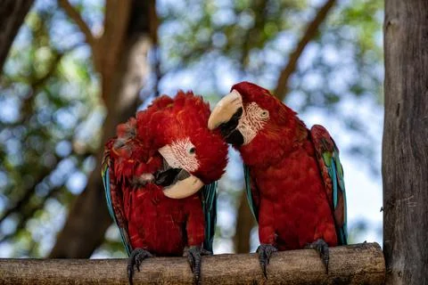 Beautiful pair of macaws standing on a tree trunk. Stock Photos