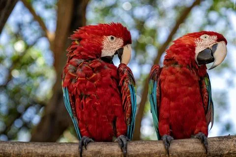 Beautiful pair of macaws standing on a tree trunk. Stock Photos