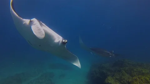 Beautiful Pair Of Manta Rays. Graceful Mantas Group. Sea Rays In Calm Blue Water 스톡 동영상 116525984