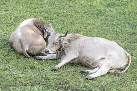 A Beautiful pair of two white cows lies on a green grass Stock Photos