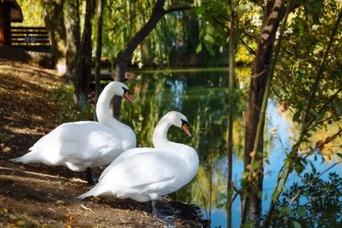 A beautiful pair of white swans. Stock Photos